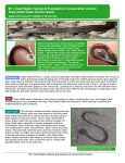 sharp-tailed snake contia tenuis