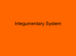 Integumentary System - Hembiologyspring2015