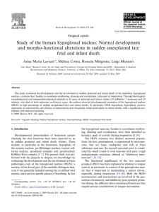 Study of the human hypoglossal nucleus: Normal development and