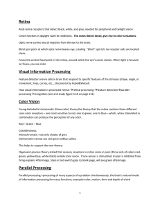 Retina Rods retina receptors that detect black, white, and gray