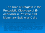 The Role of Calpain in the Proteolytic Cleavage of E