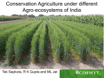 Conservation Agriculture under different Agro Eco