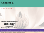 Lopez_Chapter_6_organelles