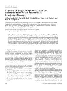 Targeting of Rough Endoplasmic Reticulum Membrane Proteins and