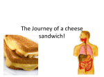 The journey of a cheese sandwich – Digestive system assessment