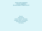 Neural system adaptations Sensory adaptations