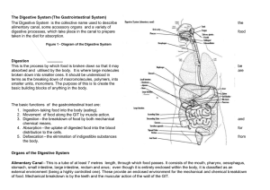 The Digestive System - Anatomy and Physiology Course Anatomy
