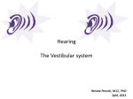 Peripheral part of the vestibular system