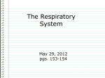 Lecture: 5/09/14 Respiratory System