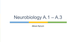 Allison Bynum Neurobiology A.1 – A.3 Allison Bynum A.1 Neural