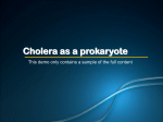Cholera as a prokaryote1.61 MB