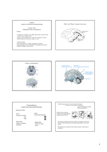 Visual pathways cortical and sub