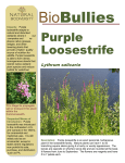 Purple Loosestrife - Natural Biodiversity