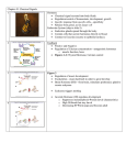 Chapter 45: Chemical Signals 1 Hormone