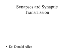 Synapses and Synaptic Transmission