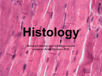 Human Anatomy and Histology course Lecturer: Anna Barlasov PhD