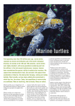 First appearing more than 100 million years ago, marine turtles