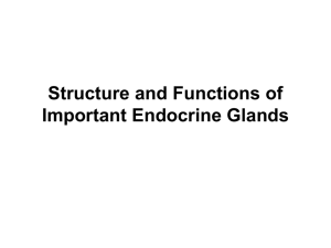 Structure and Functions of Important Endocrine Glands