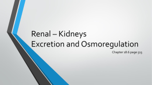 Renal * Kidneys Excretion and Osmoregulation - TCC-YR11