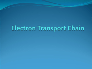 Electron Transport Chain - mr-youssef-mci