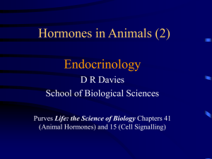 Hormones in Animals