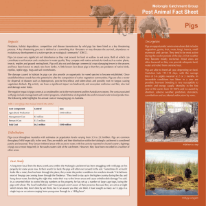 Pigs - Molonglo Catchment Group
