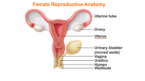 4 lecture uterus gross anatomy File