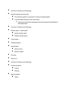 • Overview of Anatomy and Physiology • Endocrine glands and