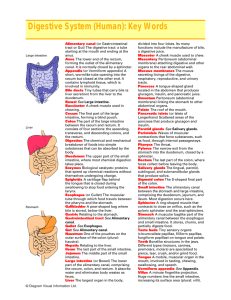 Digestive System (Human): Key Words