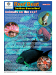 Animals on the reef