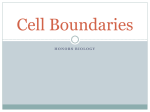 Cell Boundaries