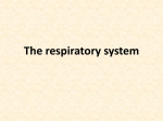 The respiratory system Respiration