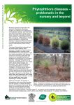 Phytophthora diseases – problematic in the nursery and beyond