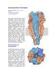 Acetylcholine Receptor