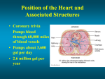 Position of the Heart and Associated Structures Coronary trivia