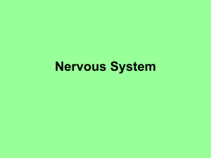 Nervous System