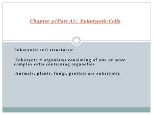 Chapter 4 (Part A) : Eukaryotic Cells