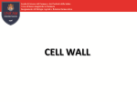 Primary cell wall