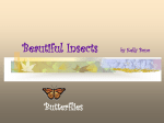 Beautiful Insects by Kelly Bono Butterflies
