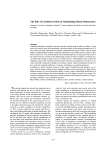 The Role of Carnitine System in Maintaining Muscle Homeostasis