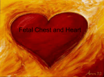 3 fetal chest and heart