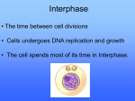 Plant Cell Cycle