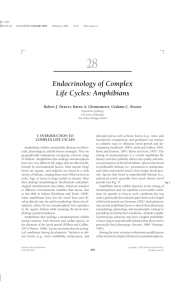 28 Endocrinology of Complex Life Cycles: Amphibians