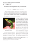 High population densities of an exotic lizard, Anolis