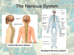 The Nervous System