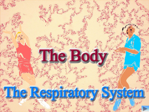 10 Respiratory System SB Powerpoint