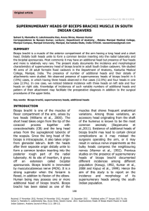 supernumerary heads of biceps brachii muscle in south indian