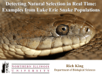 The evolution of Lake Erie watersnake color