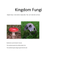 Kingdom Fungi Kingdom fungi is multi celled or single celled. They