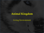 Animal KingdomNew